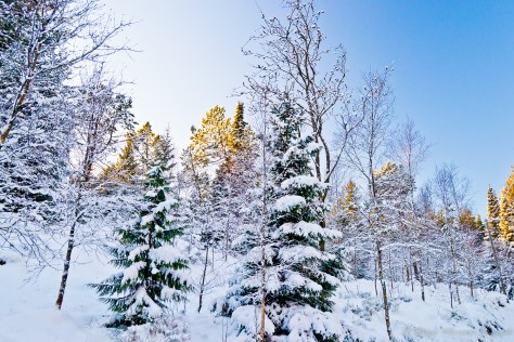 Bosque nevado que parece sacado de un cuento de Navidad.