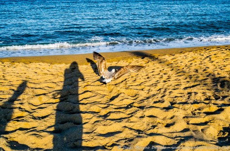Extendiendo las alas.