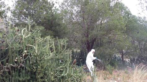 Tractament processionària 2